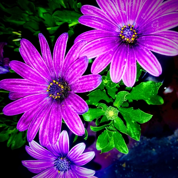 Meet your Posher, Dëdalîüs - Picture 1 of 1